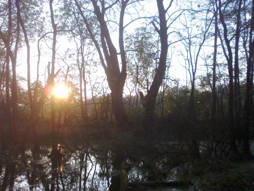 a forest with the sun shining through the trees at Chalupy Majer Biffar in Dunajský Klátov