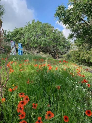 a field of red flowers in a field with trees at Traumhaus Nisyros in Páloi