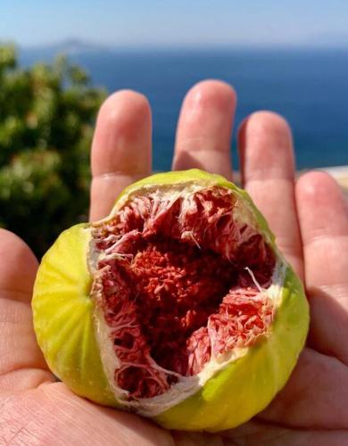 a person holding a piece of food in their hand at Traumhaus Nisyros in Páloi