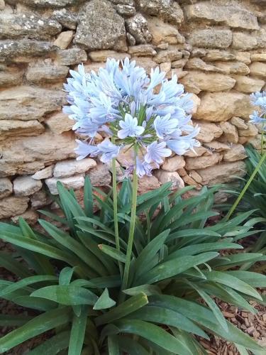 a blue flower in front of a stone wall at Gite d'Emma in Camaret-sur-Aigues