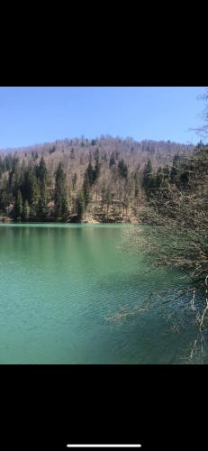 a large green lake with trees in the background at Uphill Residence in Sinaia