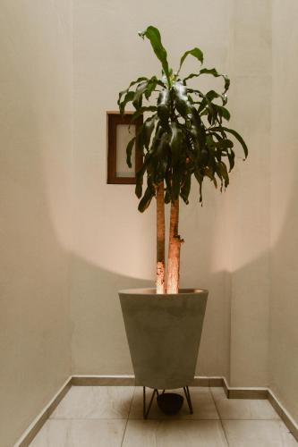 a plant in a pot in a corner of a room at Hotel Guivá Aeropuerto in Oaxaca City