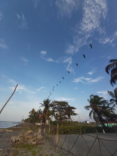a group of birds flying over a beach at Hotel Mar del Viento in San Bernardo del Viento