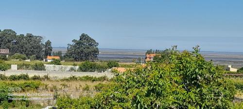 a tree in a field with the ocean in the background at Casa Afonso - Passadiços do Paço in Aveiro