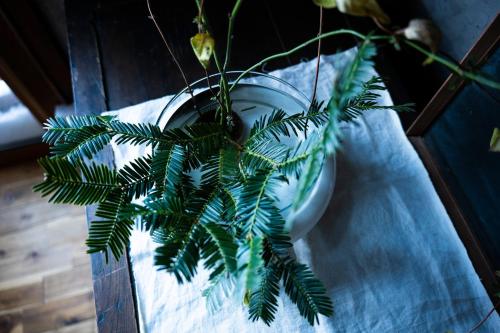 a green plant in a vase on a table at 古民家宿Tani House Itaya -セルフチェックイン in Tokamachi