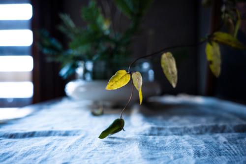 a small plant sitting on a table at 古民家宿Tani House Itaya -セルフチェックイン in Tokamachi