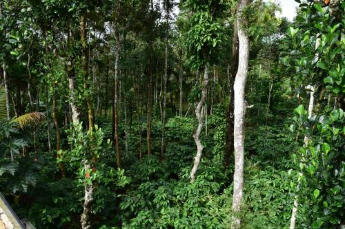 a forest filled with lots of trees and bushes at Pauls Retreat Wayanad in Wayanad