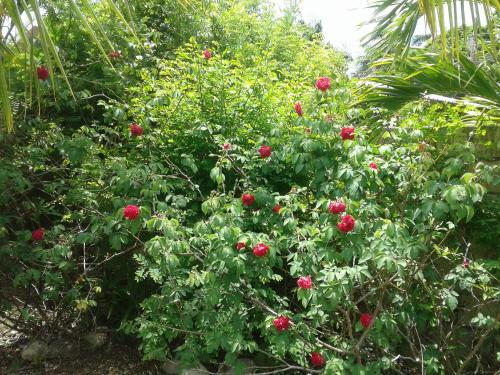 a bush with red flowers in a garden at The Gibson's Palace in Ocho Rios
