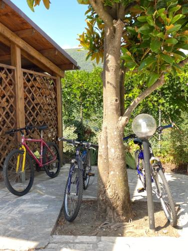 three bikes are parked next to a tree at B&B Rox e Claudia in Lugnola
