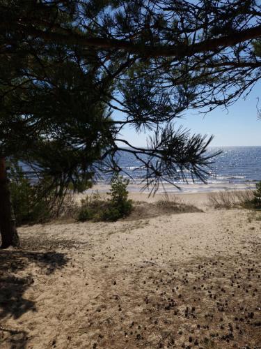 a beach with a pine tree and the ocean at Домик с сауной для отдыха in Katase