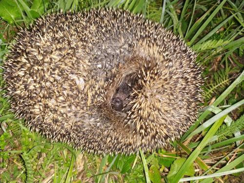 a small hedgehog laying in the grass at Tilia Cottage Banjska stena in Mitrovac