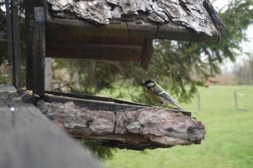 a small bird sitting on a bird feeder at Tilia Cottage Banjska stena in Mitrovac