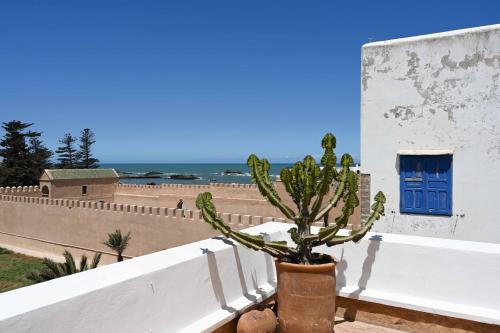 a cactus in a pot on a wall with a blue door at Madada Mogador in Essaouira