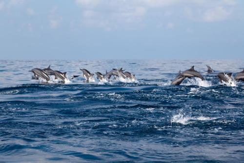 a group of dolphins swimming in the water at Wellé Wadiya Beach Villa in Kalpitiya