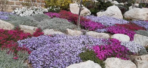 a garden with purple and pink flowers and rocks at Комплекс Омайник in Kalofer