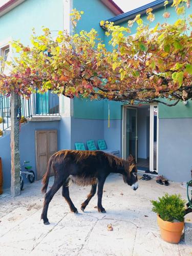 a donkey walking in front of a house at Quinta da Quinhas in Vila Praia de Âncora