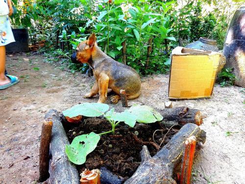 a cat sitting next to a plant in the dirt at Coco Happy Farm in Ben Tre