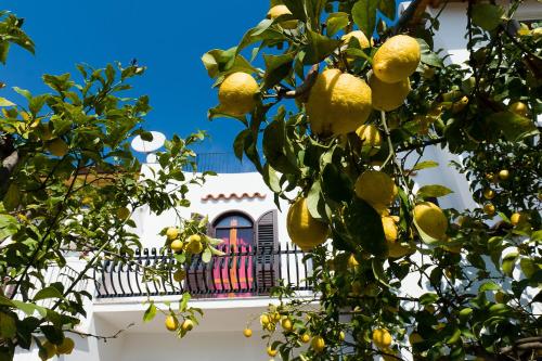 an orange tree in front of a building with a window at La Limonaia in Sperlonga