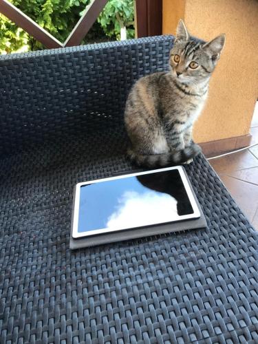 a cat sitting on a table with a tablet at Agroturystyka "Zielone Zacisze" in Łagów