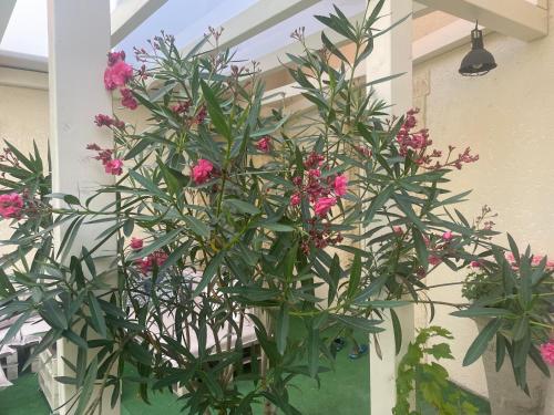 a plant with pink flowers in a pot on a building at MonPe apartmánik s atmosférou in Komárno