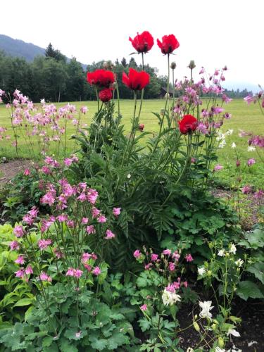 a garden with red and pink flowers in a field at Ferienwohnung Lassendorf in Hermagor