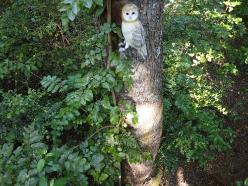 a owl sitting on the side of a tree at Vortice Chile Eco-Lodge in Manzanar