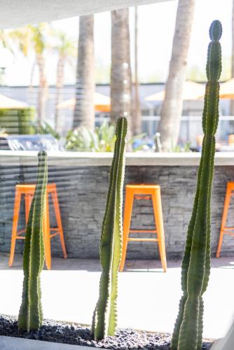 Κήπος έξω από το The Palm Springs Hotel