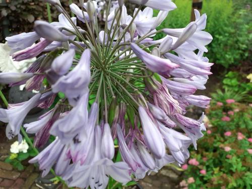 Une bande de fleurs blanches suspendues à une plante dans l'établissement B&B t'Brocantje, à Gramsbergen