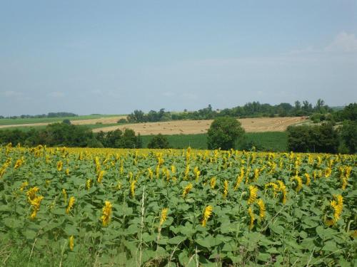 a field of sunflowers on a sunny day at Château de Fourcès in Fourcès