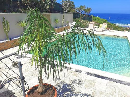 a palm tree in a pot next to a swimming pool at Casa Oleandri in Tresnuraghes