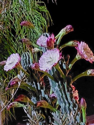 a painting of a cactus with purple flowers at Villa Margot in Agropoli