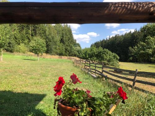 a pot of red flowers in a field next to a fence at Srub Karpatský in Vlčeves