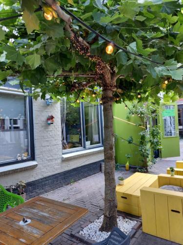 Сад в Simplon Hostel