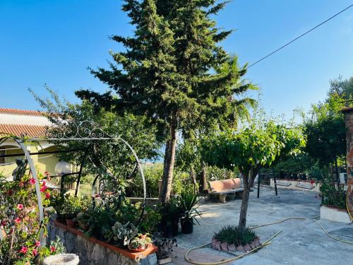 un jardín con un pino y un banco en Villa delle Muse da Imma, en Palinuro