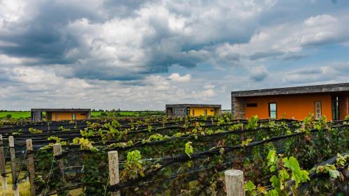 a row of buildings in a field of vines at Casa Raíces Hotel Luxury & Viñedo in Los Galvanes