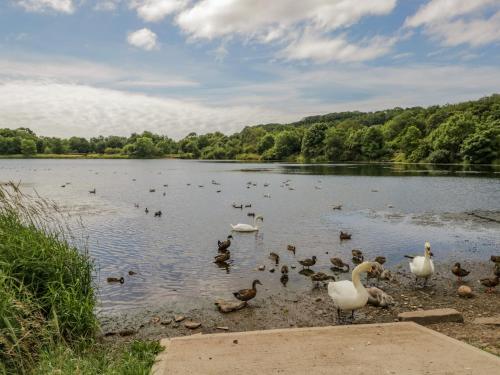 a group of ducks and swans in a lake at The Residence in Cleator