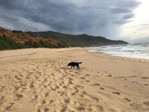 a dog walking on a sandy beach near the ocean at Il Rustico in Fluminimaggiore