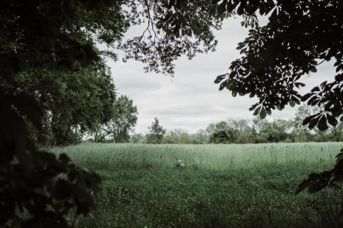 a field of green grass with trees in the foreground at Châteauhotel De Havixhorst in Schiphorst