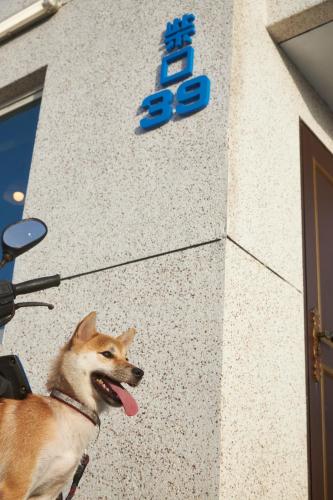 a dog is standing outside of a building at 海景 綠島極光輕旅 代訂船票 租摩托車浮潛 藍洞跳水 體驗潛水 in Green Island