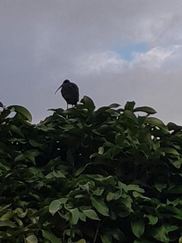 a bird sitting on top of a bunch of leaves at MANOA "Lugar de descanso" HABITACION CON VISTA A LA CIUDAD, FRESCO Y VENTILADO in Ibagué