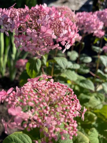 a group of pink flowers with green leaves at Ragaciema Skadiņi in Ragaciems