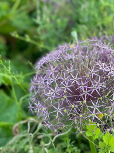 a purple flower with a bunch of nodes at Ragaciema Skadiņi in Ragaciems