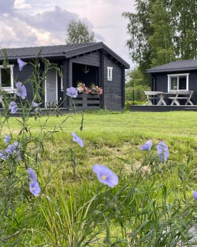 a black cottage with purple flowers in the yard at Ragaciema Skadiņi in Ragaciems