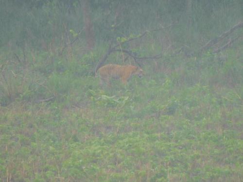 a brown animal standing in a field of grass at Chital lodge in Chitwan