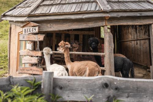 a group of animals standing outside of a building at Naturhotel Landhof Irschen in Irschen