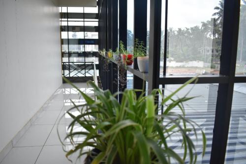 a room with a glass table with plants and a window at Paddyfield Inn in Mananthavady