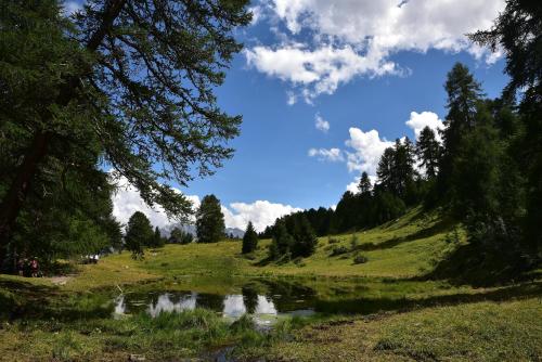 a pond in a field with trees on a hill at Tgesa Sunnmatt 24 in Savognin