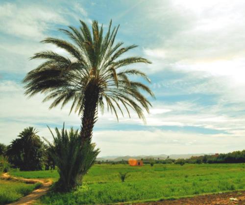 a palm tree in the middle of a field at Hotel Restaurant La Kasbah in Tinerhir