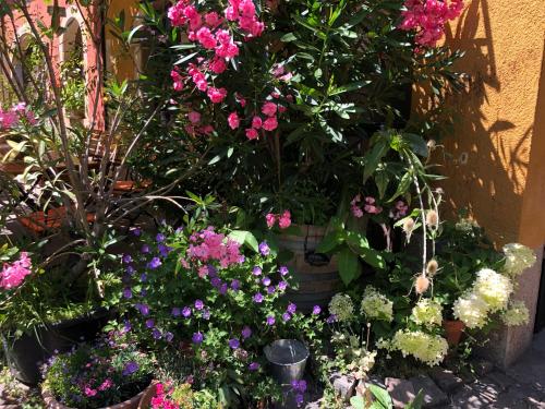a flower garden with pink and purple flowers at Gästehaus Susanne Pfaffmann in Landau in der Pfalz