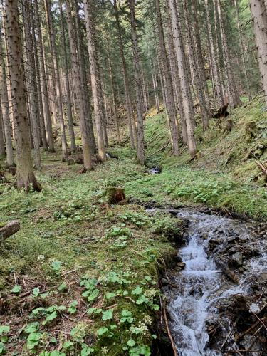 a stream in a forest with trees at Hotel Alpina in Kleinarl